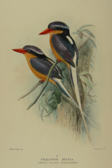 Gregory Mathews Birds of Australia