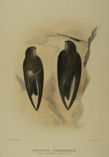 Gregory Mathews Birds of Australia