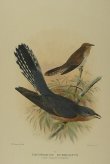 Gregory Mathews Birds of Australia