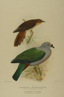 Gregory Mathews Birds of Australia