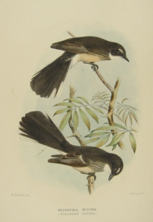 Gregory Mathews Birds of Australia