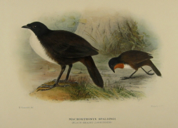 Gregory Mathews Birds of Australia