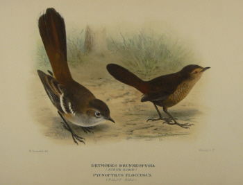 Gregory Mathews Birds of Australia