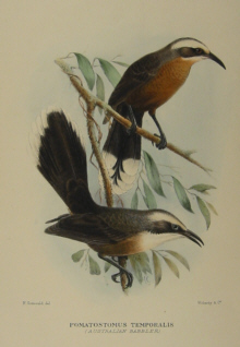 Gregory Mathews Birds of Australia