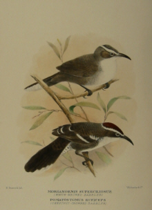 Gregory Mathews Birds of Australia