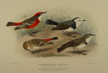 Gregory Mathews Birds of Australia