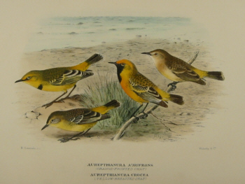 Gregory Mathews Birds of Australia