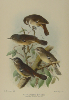 Gregory Mathews Birds of Australia