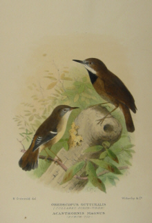 Gregory Mathews Birds of Australia