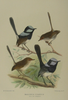 Gregory Mathews Birds of Australia