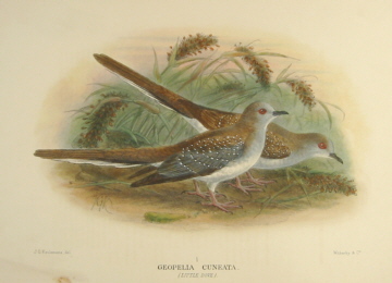 Gregory Mathews Birds of Australia