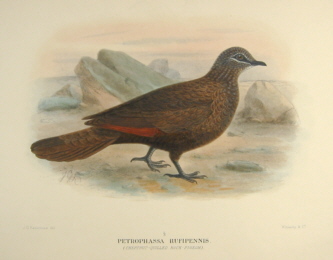 Gregory Mathews Birds of Australia