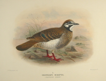 Gregory Mathews Birds of Australia