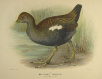 Gregory Mathews Birds of Australia