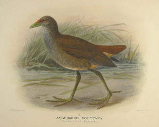 Gregory Mathews Birds of Australia