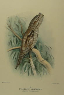 Gregory Mathews Birds of Australia
