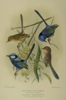 Gregory Mathews Birds of Australia