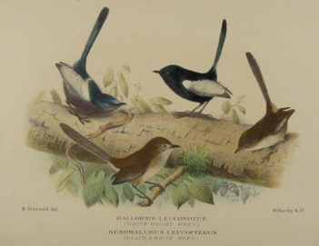 Gregory Mathews Birds of Australia