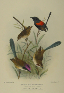 Gregory Mathews Birds of Australia