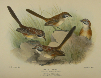 Gregory Mathews Birds of Australia