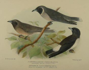 Gregory Mathews Birds of Australia