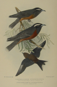 Gregory Mathews Birds of Australia