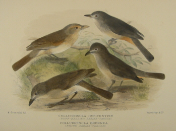 Gregory Mathews Birds of Australia