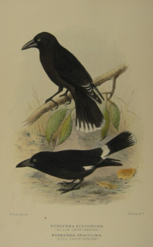 Gregory Mathews Birds of Australia