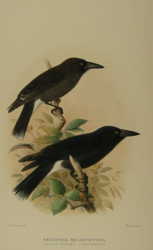 Gregory Mathews Birds of Australia