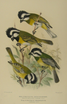 Mathews Birds of Australia