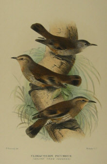 Gregory Mathews Birds of Australia