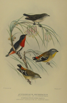Gregory Mathews Birds of Australia