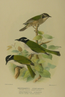 Gregory Mathews Birds of Australia