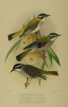 Gregory Mathews Birds of Australia