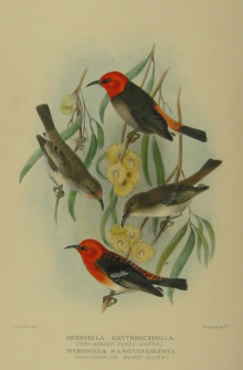 Gregory Mathews Birds of Australia