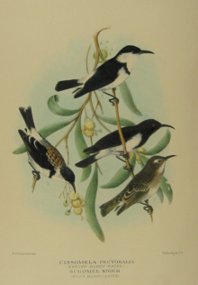 Gregory Mathews Birds of Australia