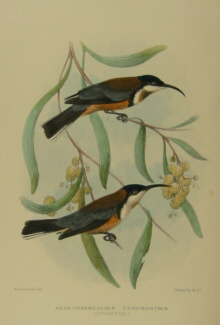 Gregory Mathews Birds of Australia