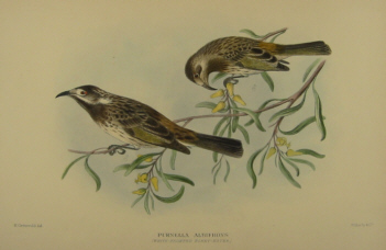 Gregory Mathews Birds of Australia