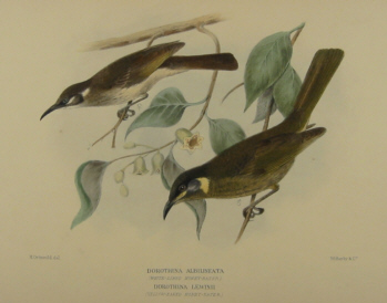 Gregory Mathews Birds of Australia