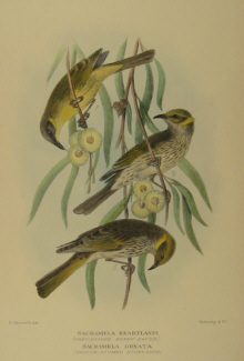 Gregory Mathews Birds of Australia