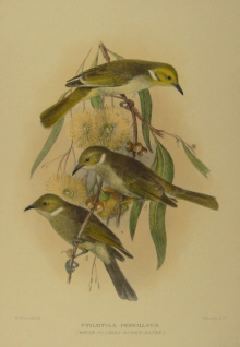 Gregory Mathews Birds of Australia