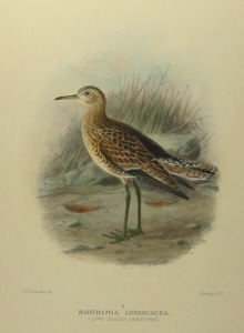 Gregory Mathews Birds of Australia