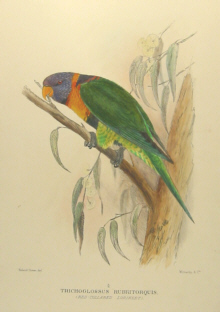 Gregory Mathews Birds of Australia