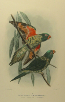 Gregory Mathews Birds of Australia