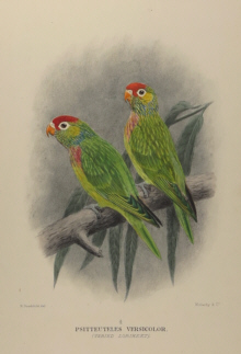 Gregory Mathews Birds of Australia