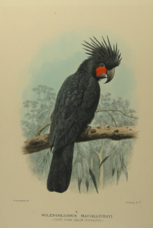 Gregory Mathews Birds of Australia