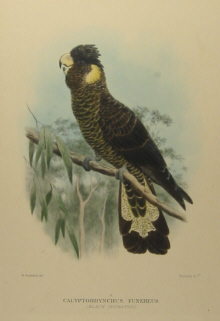 Gregory Mathews Birds of Australia