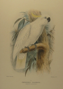 Gregory Mathews Birds of Australia