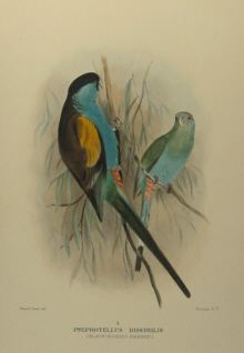 Gregory Mathews Birds of Australia