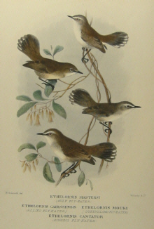 Gregory Mathews Birds of Australia